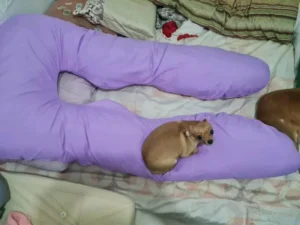 𝐎𝐌𝐆𝐏𝐡 𝐀𝐮𝐭𝐡𝐞𝐧𝐭𝐢𝐜 𝐆𝐢𝐚𝐧𝐭 5 FT, 3.5 KG U-Shaped Pregnancy Maternity Pillow 𝐁𝐔𝐘 𝟏 𝐏𝐢𝐥𝐥𝐨𝐰 + 𝐅𝐑𝐄𝐄 𝟐 𝐏𝐮𝐧𝐝𝐚 photo review